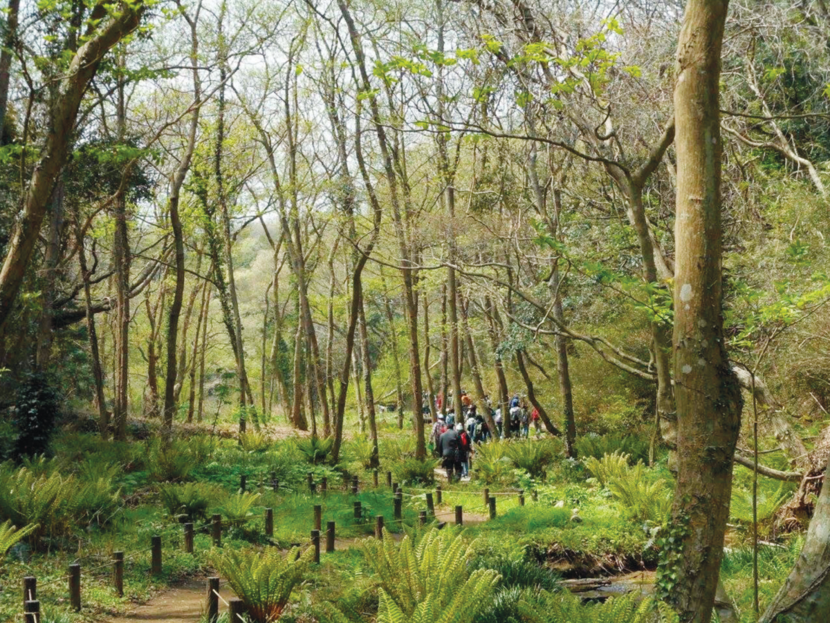中央の谷:上流域 ハンノキの林