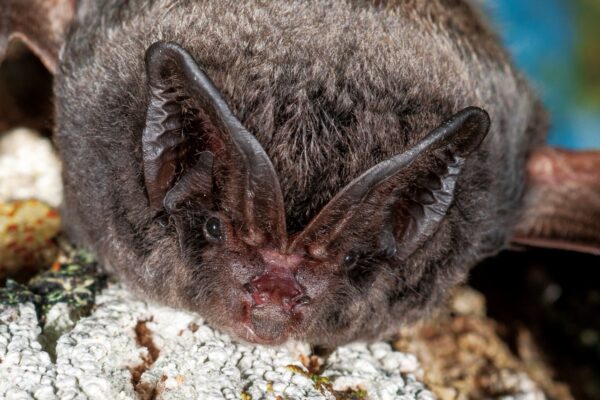 写真３チチブコウモリ