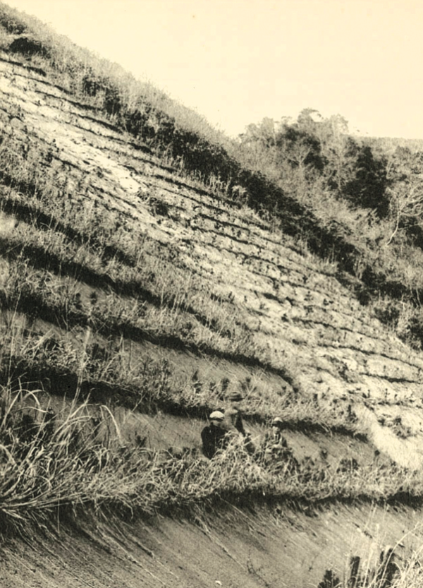 写真4 三保村箒沢の山腹工事(萱筋工・編柵工・マツ植栽)大正14年度工事