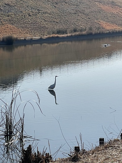 野鳥観察3ピクセル加工
