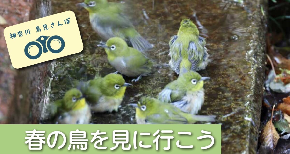 メジロ（秦野市・権現山）メジロは目白押しと言われるように一緒にくっつくのが好きなようです。秦野の水場でわいわい水浴びをしているところに遭遇。春はサクラの蜜集めに懸命な姿がかわいらしい。