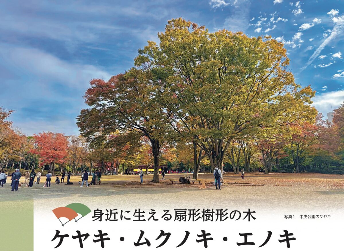 写真1中央公園のエノキ