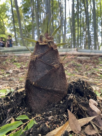 タケノコ タケノコ掘りで竹林整備