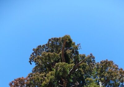パワースポット9番　中川の箒杉（ほうきすぎ）