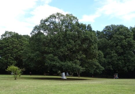 川崎市の東高根森林公園で樹木医による自然観察会（2024年10月撮影）