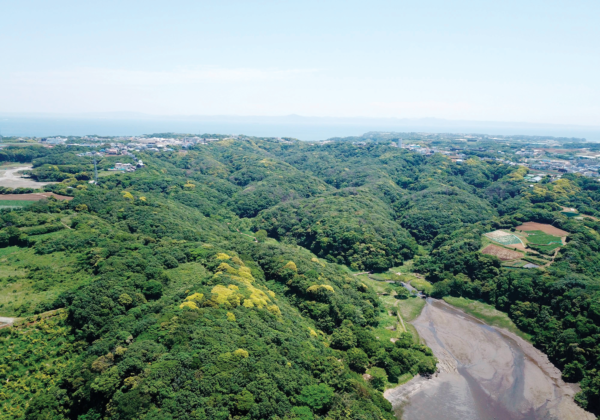 三浦半島にある小網代の森