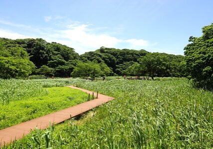小網代の森