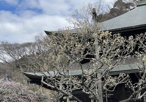 05 鎌倉市天然記念物「黄梅」