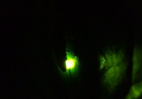 小網代の森ホタルのあかり